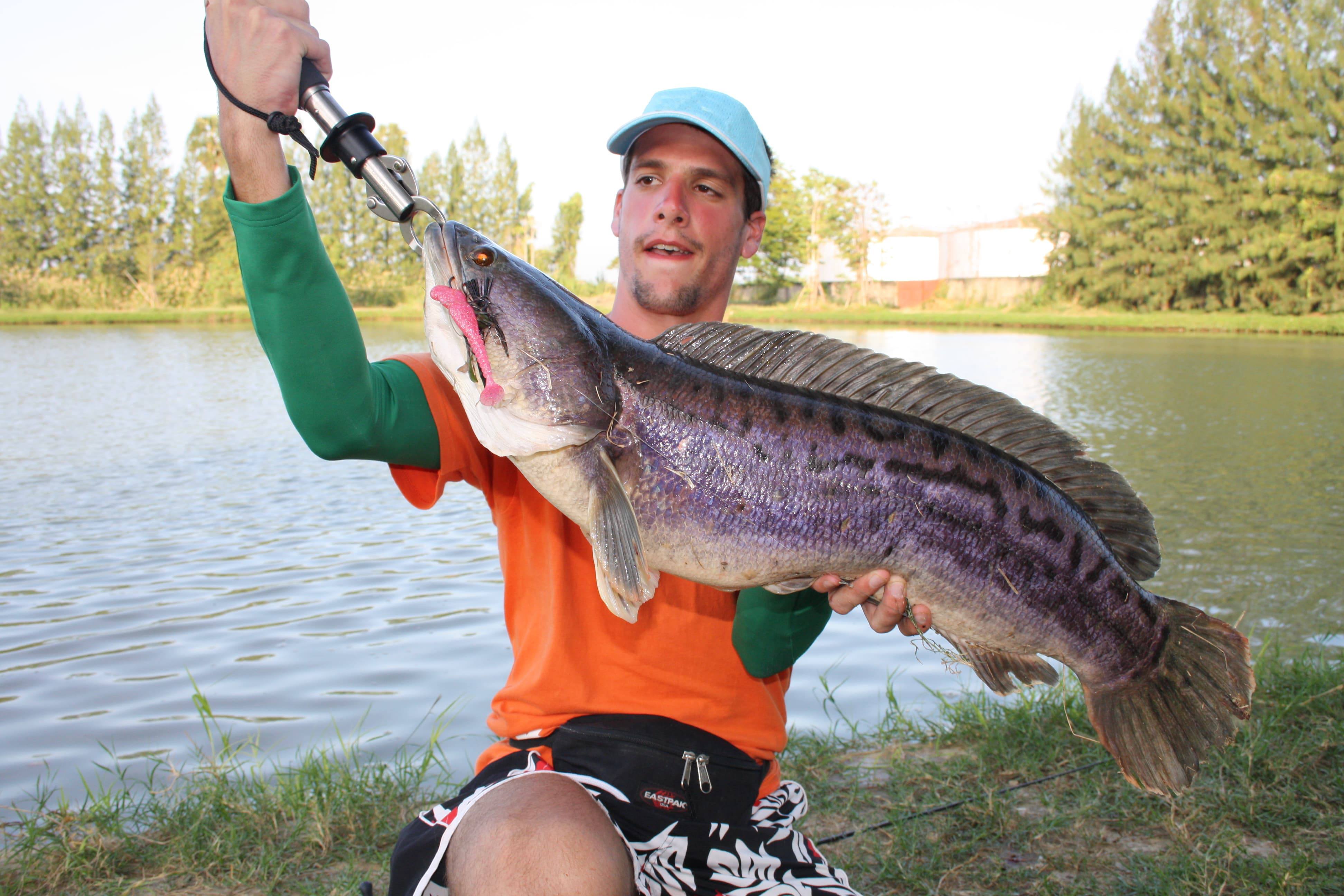 Giant Snakehead: la puissance à l'état brut