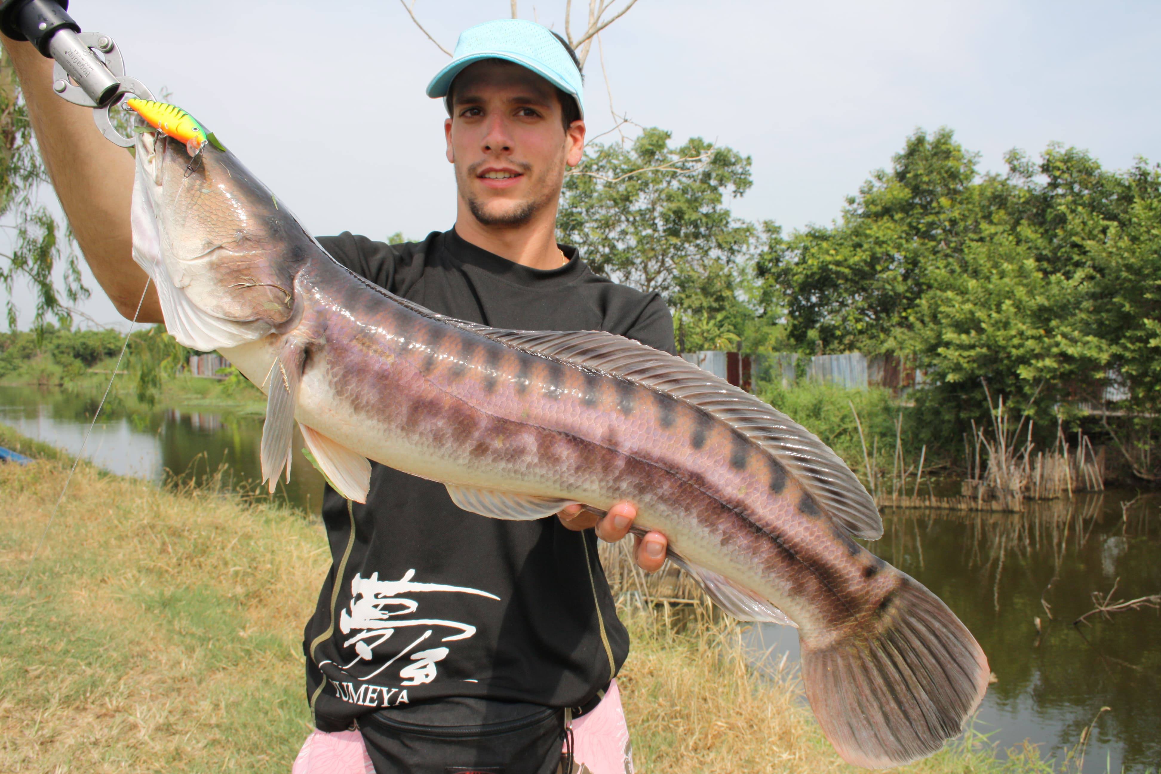 Giant Snakehead: la puissance à l'état brut