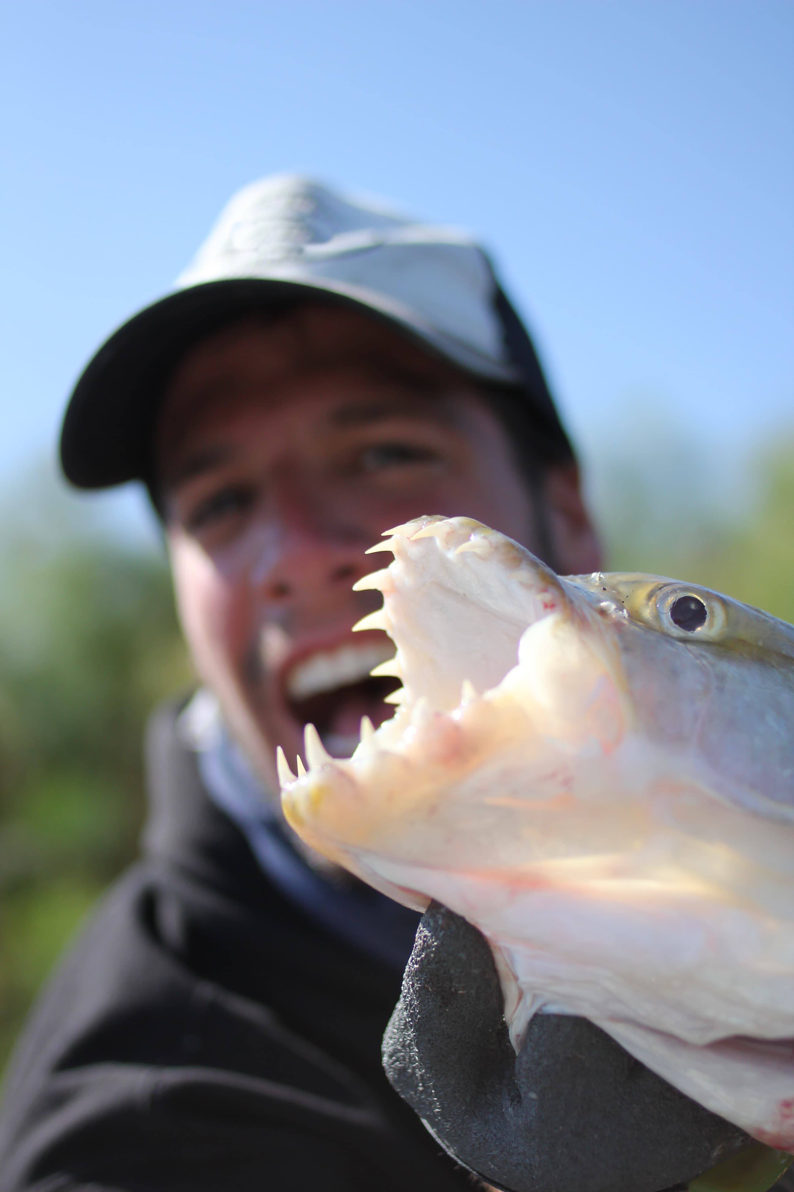 Comment pêcher le Tigerfish ?