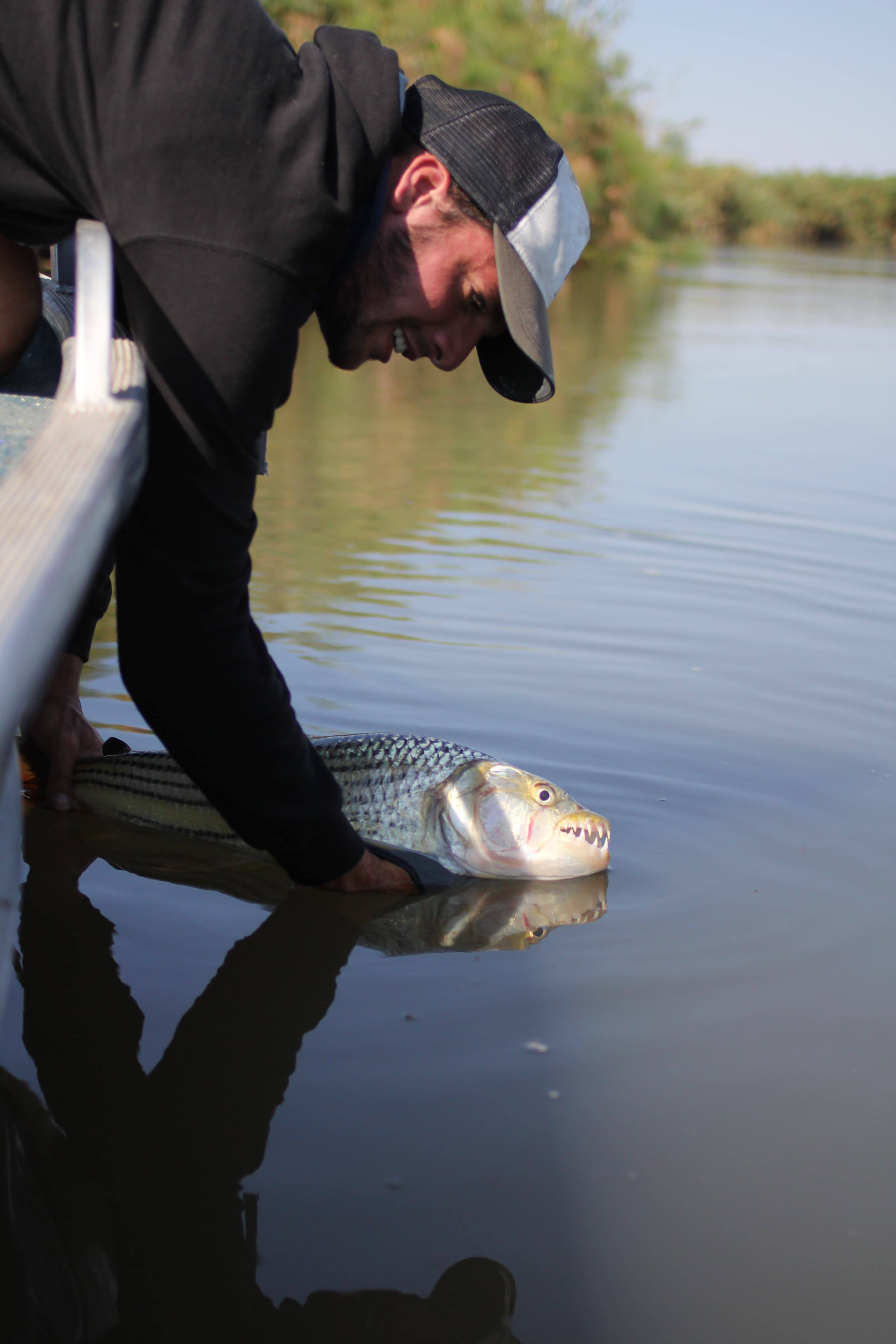 Comment pêcher le Tigerfish ?