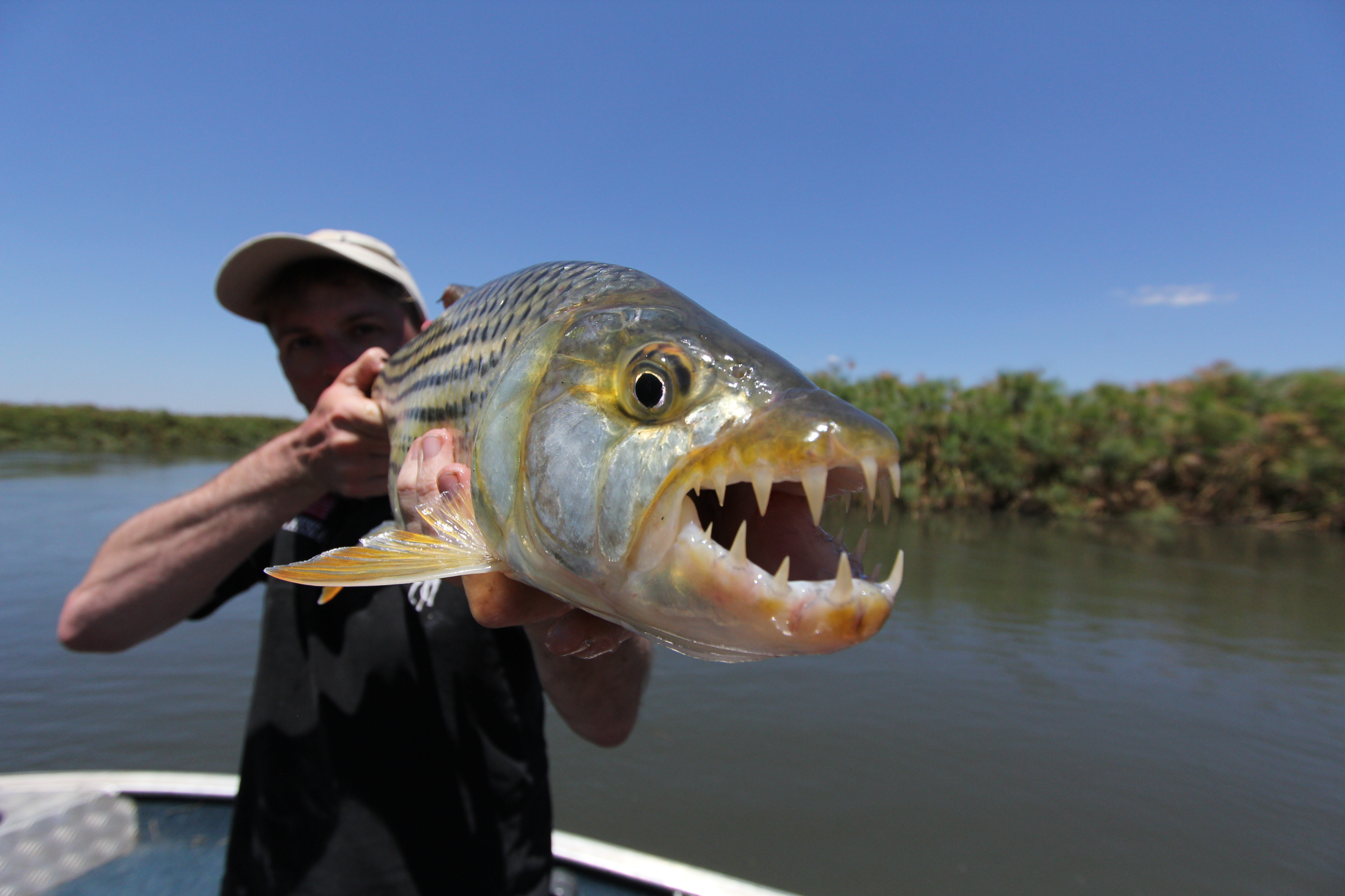 Tigerfish : les mâchoires de l'Okavango