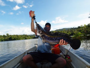 Giant Snakehead: la puissance à l'état brut