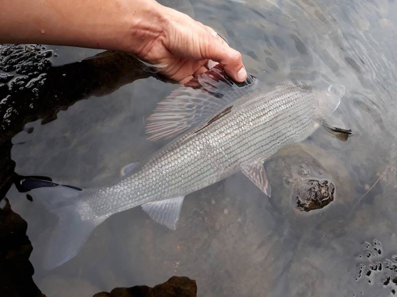 Pêche à la mouche sur la Dordogne Corrézienne
