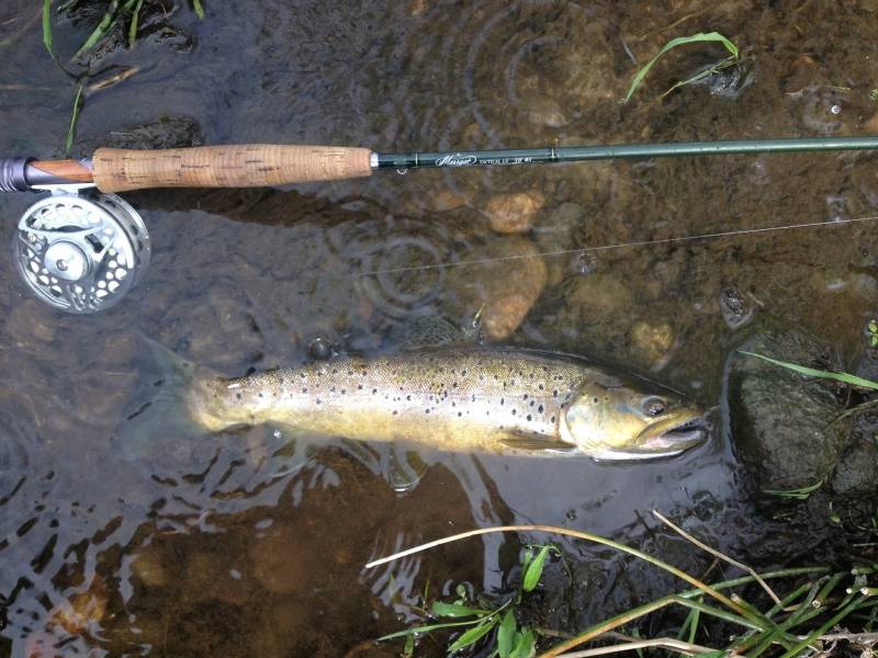 Pêche de la truite et de l'ombre à la mouche sur la Dordogne
