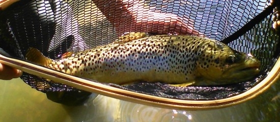 Pêche de la truite sauvage et de l’ombre en Loire et Haute-Loire
