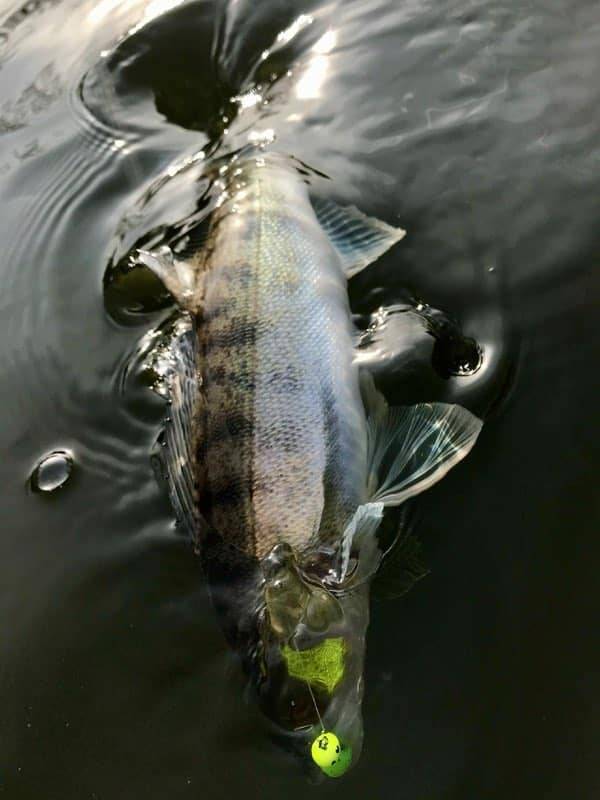 Pêche des carnassiers au Portugal