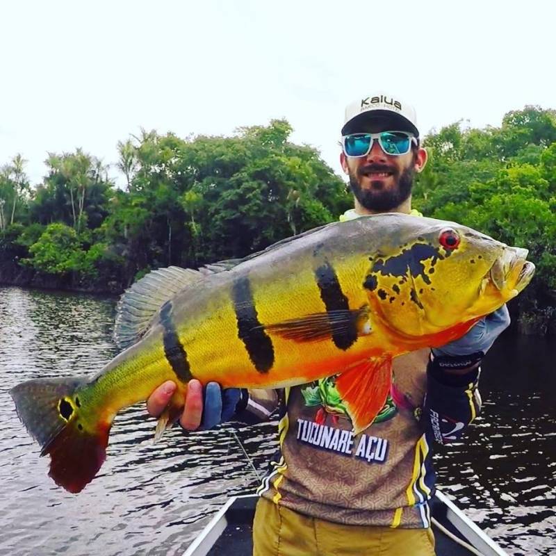 Pêche du peacock bass en Amazonie Brésilienne
