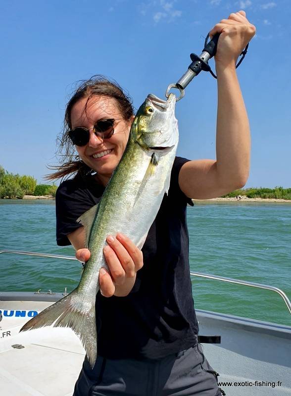 Pêche du tassergal sur le Delta du Rhône