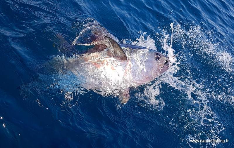 Pêche du thon sur chasse en mer Méditerranée