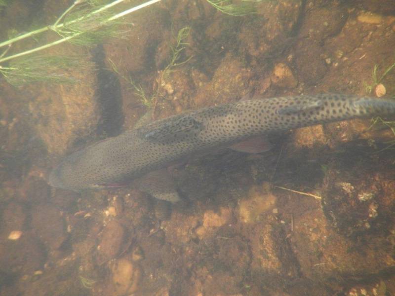 Stage de pêche à la mouche en Corrèze
