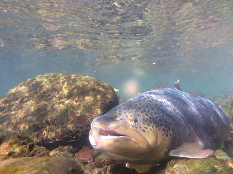 Stage de pêche à la mouche dans les Hautes-Pyrénées
