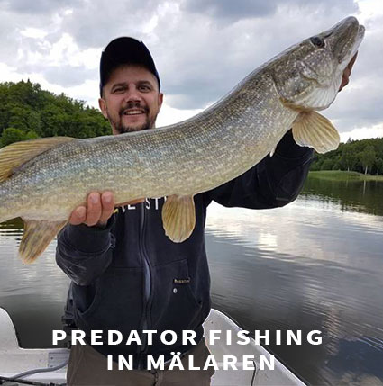 Perch Fishing in Sweden 