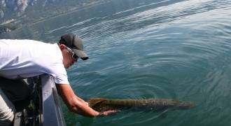 Predator and salmonid fishing in Lake Bourget