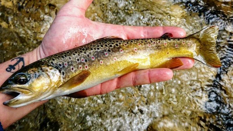 Patch à mouche - Alps Fly Fishing