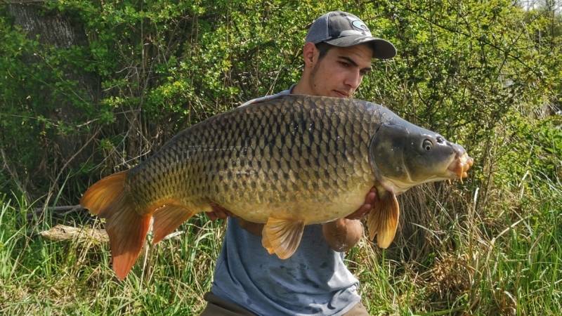 Pêche de la carpe en rivière