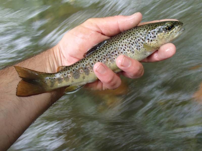 Pêche d'été… – Stéphane Legentilhomme, guide de pêche, Ariège, mouche, toc  et carnassiers aux leurres en bateau!