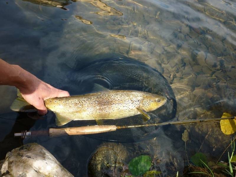 Pêche de la truite en rivière à la mouche