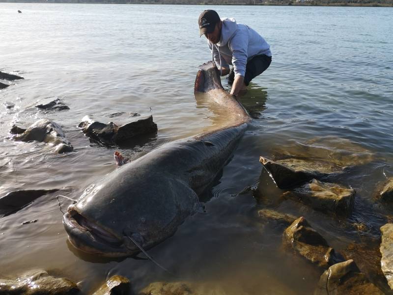 Fishing catfish in the river Rhone