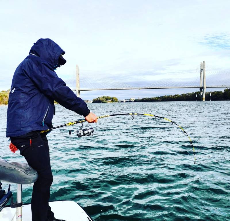 Fishing catfish in the river Rhone