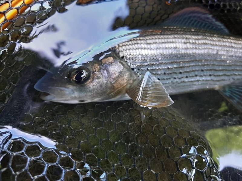 Pêche à la mouche en Haute-Marne