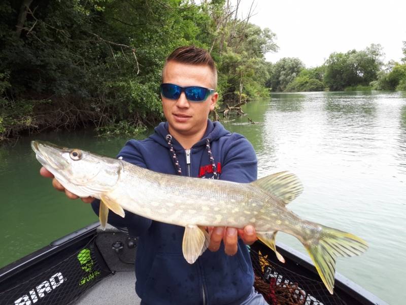 Stage de pêche au brochet, au sandre et à la perche sur la Seine avec vincent de bruyne guide de pêche