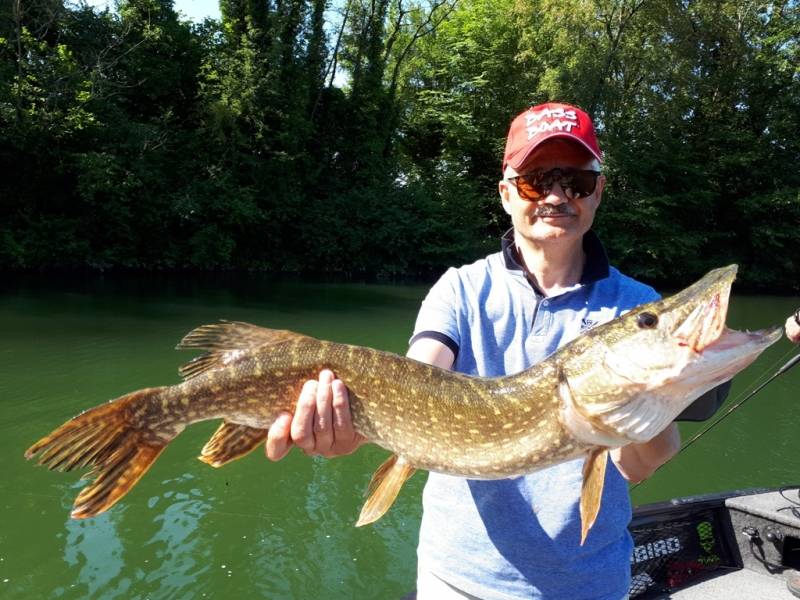 Stage de pêche au brochet, au sandre et à la perche sur la Seine avec vincent de bruyne guide de pêche