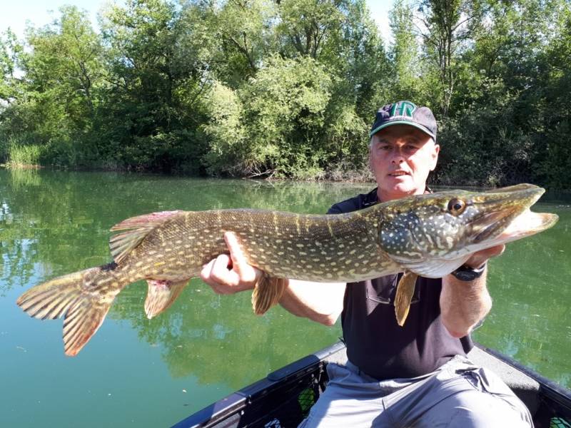 Stage de pêche au brochet, au sandre et à la perche sur la Seine avec vincent de bruyne guide de pêche