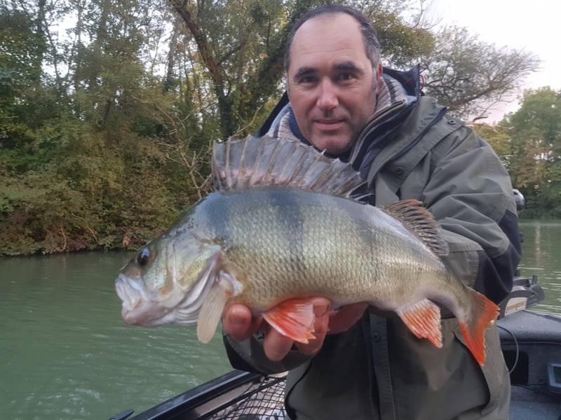 Stage de pêche au brochet, au sandre et à la perche sur la Seine avec vincent de bruyne guide de pêche