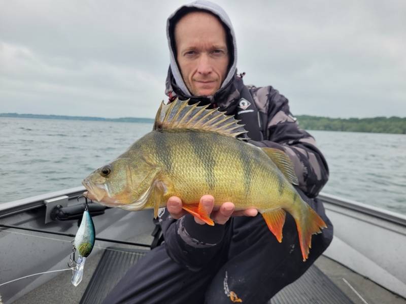 Stage de pêche au brochet et à la perche en bateau sur les lacs de la Forêt d'Orient avec Vincent de Bruyne guide de pêche