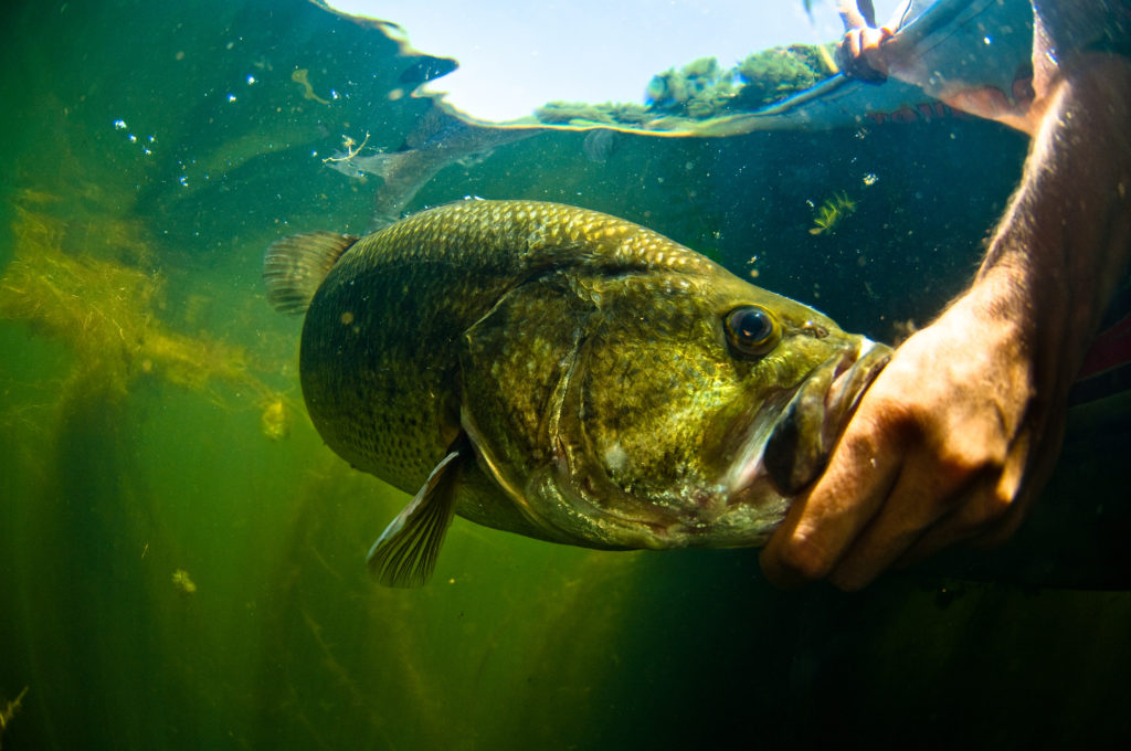 black-bass: 4 tips for fishing it in hot weather