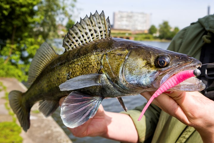 Pesca del lucioperca: ¿cómo atraer a este difícil pez?