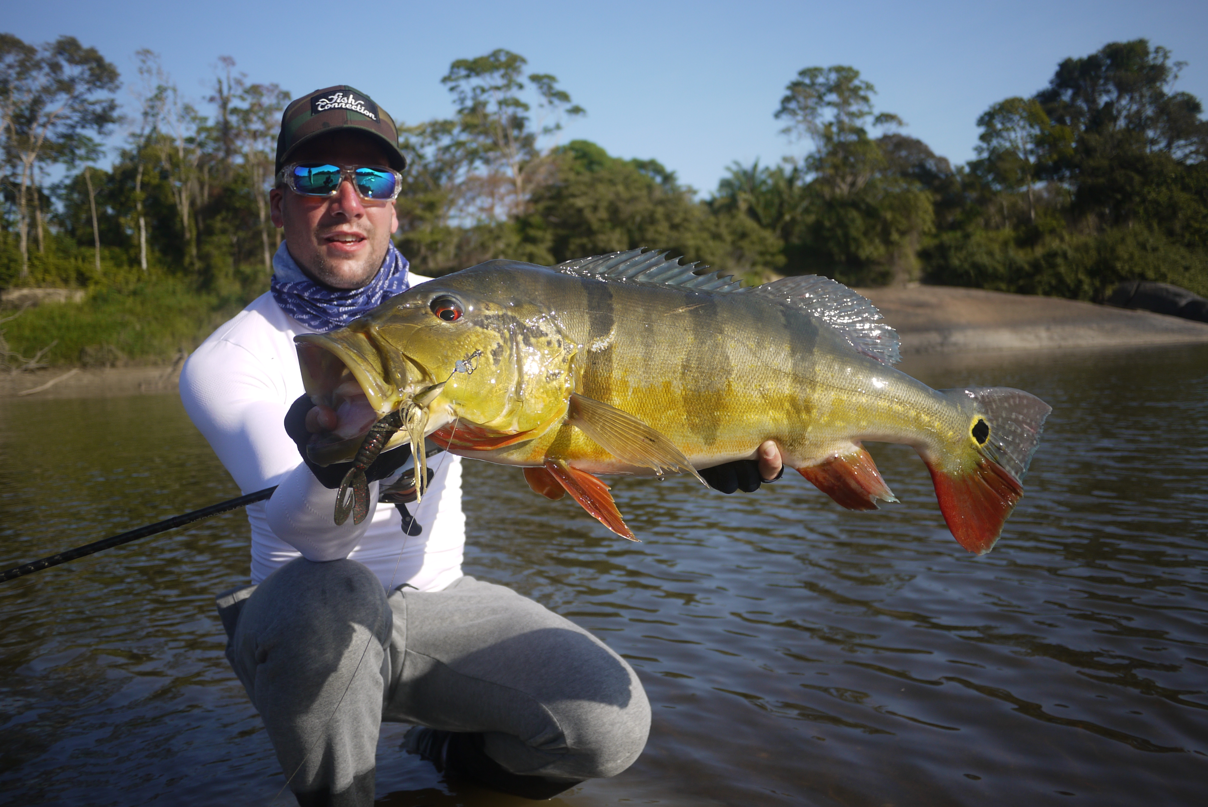 Peacock bass