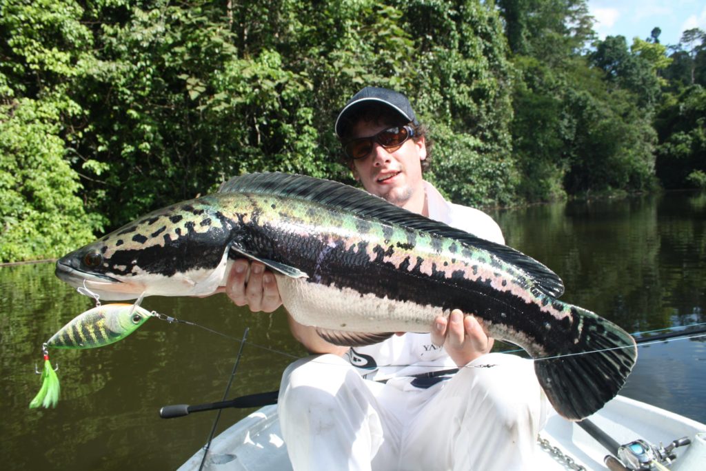 Giant Snakehead: raw power