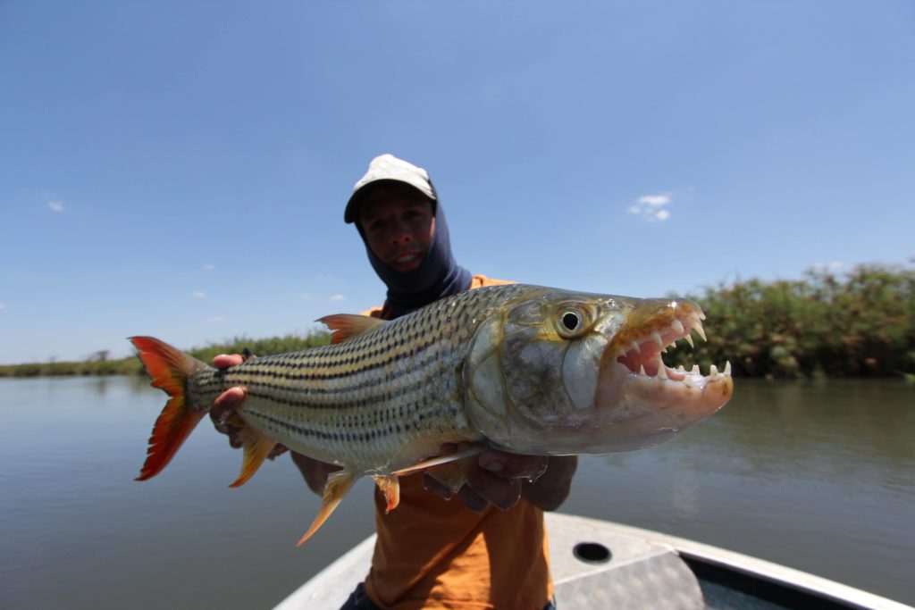 ¿Cómo se pesca el pez tigre?