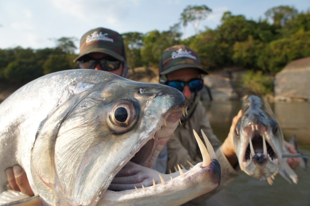 Payara: Los colmillos del orenoque