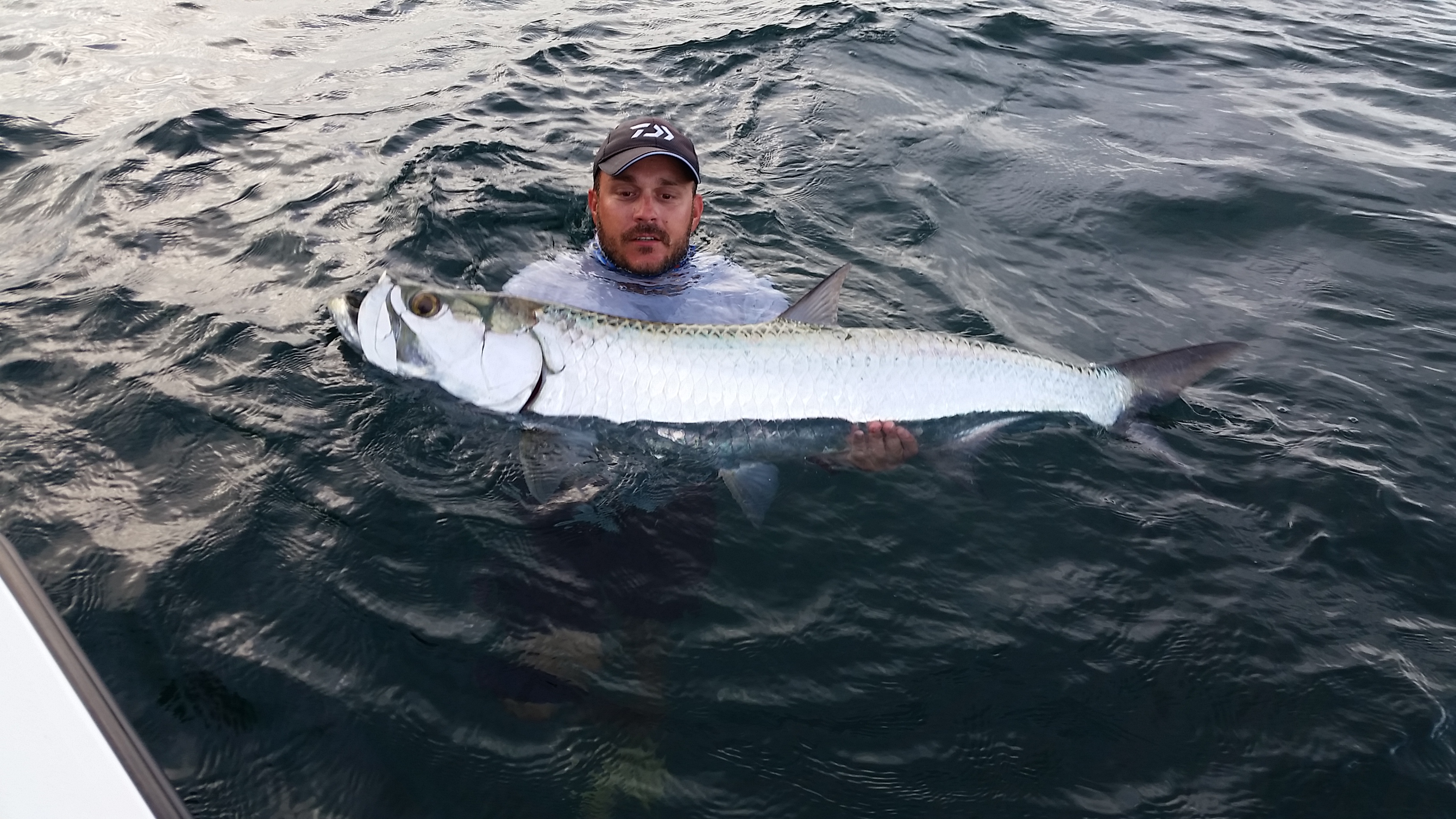 Tarpon : le roi argenté