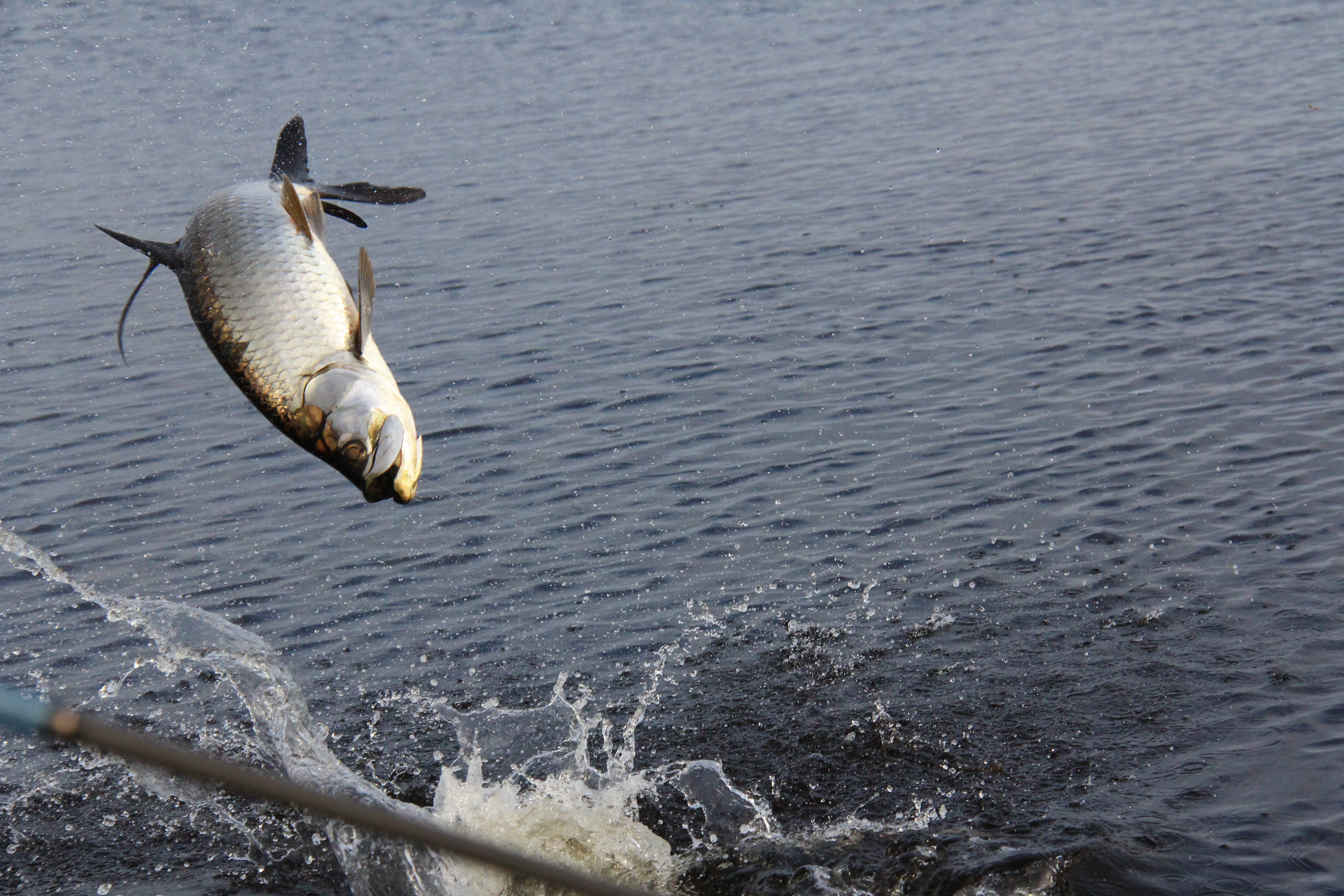 Tarpon : le roi argenté