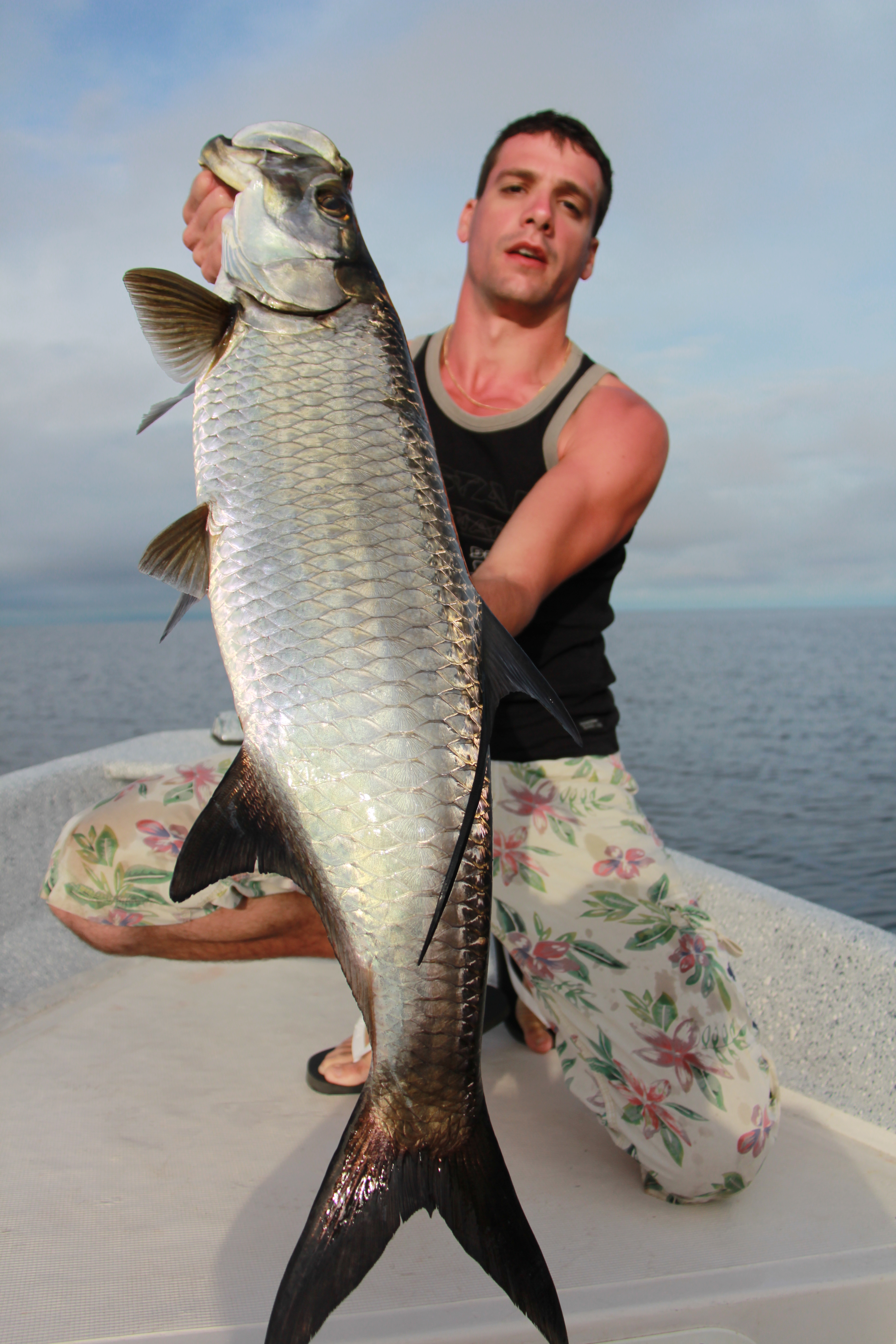 Tarpon : le roi argenté