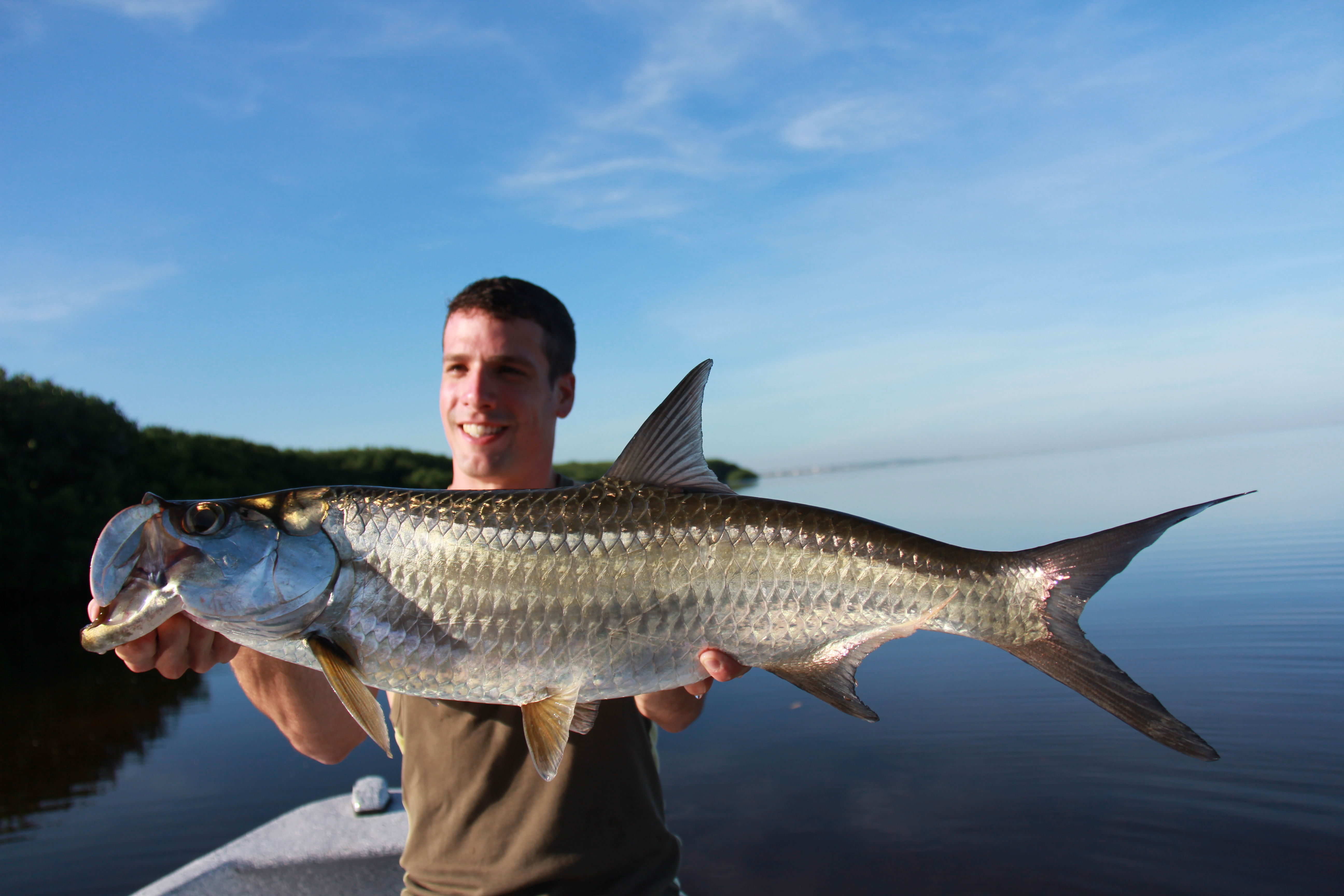 Tarpon : le roi argenté