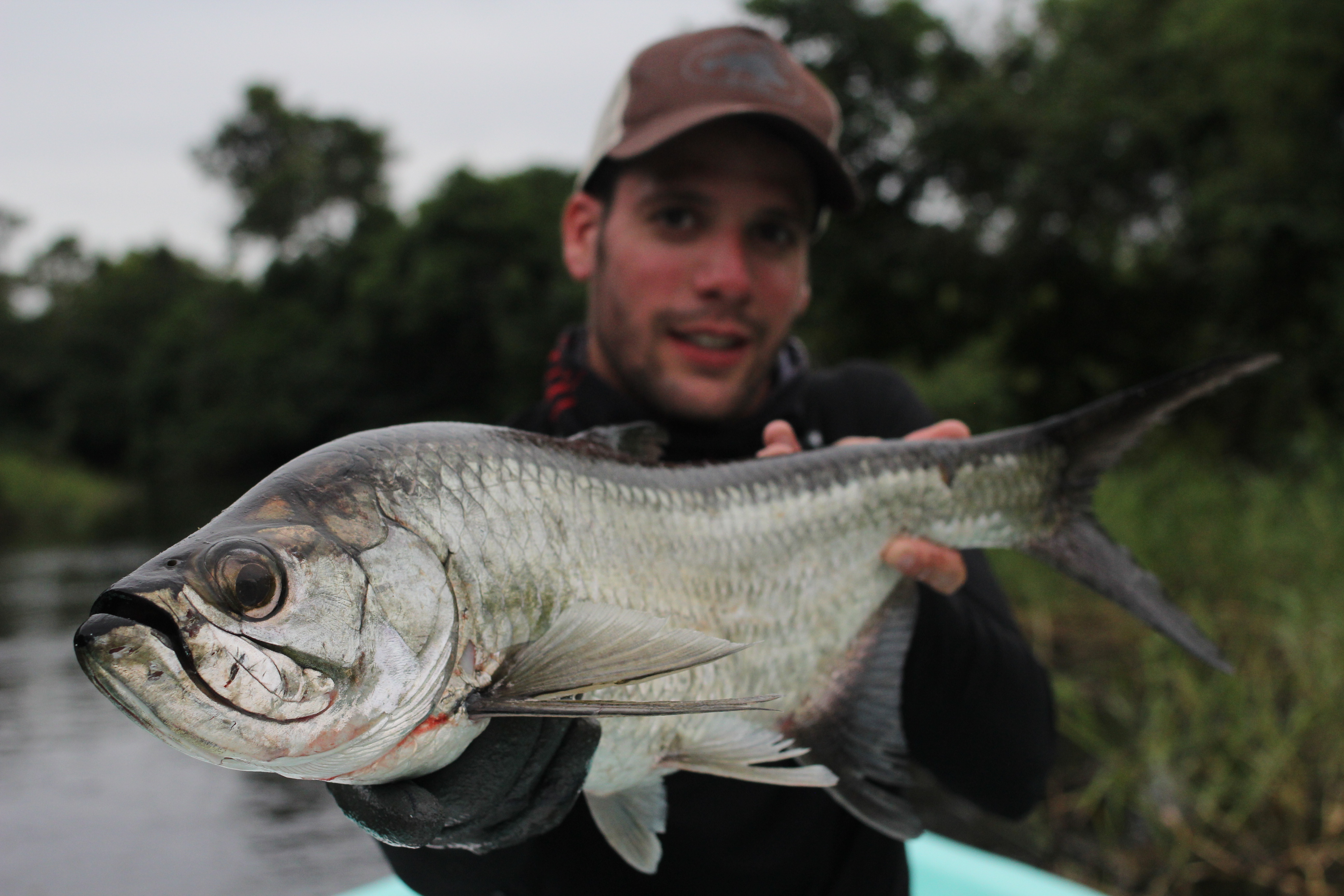 Tarpon : le roi argenté