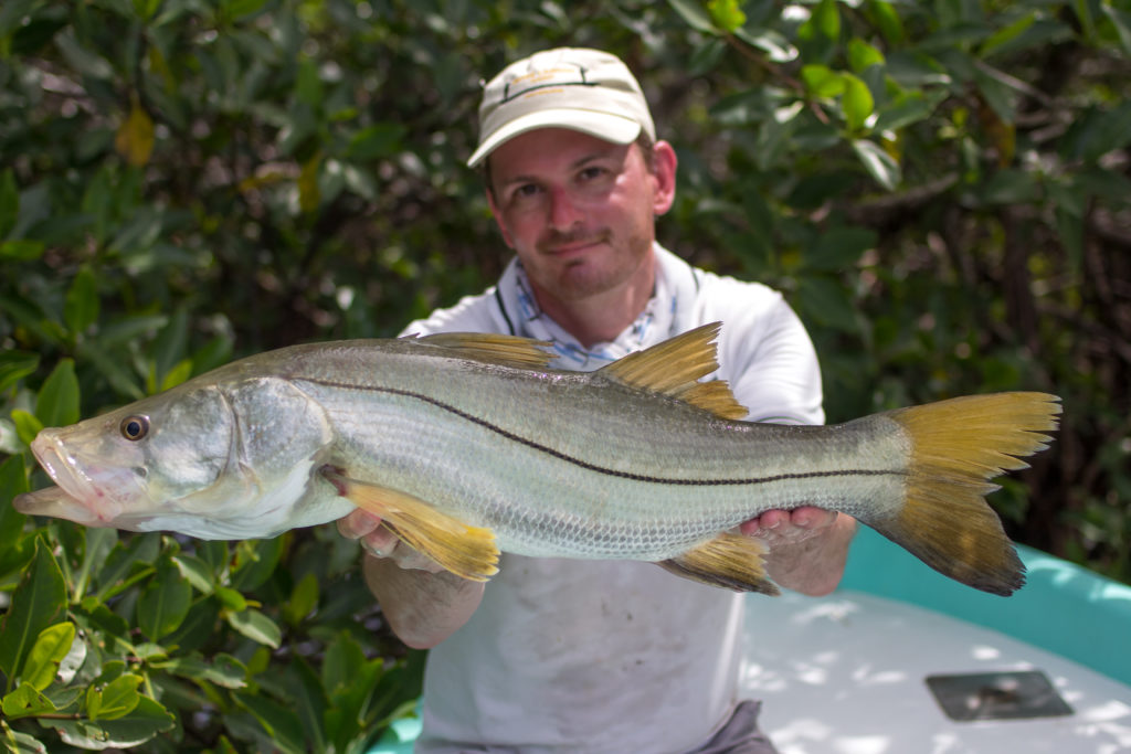 Morphologie du snook