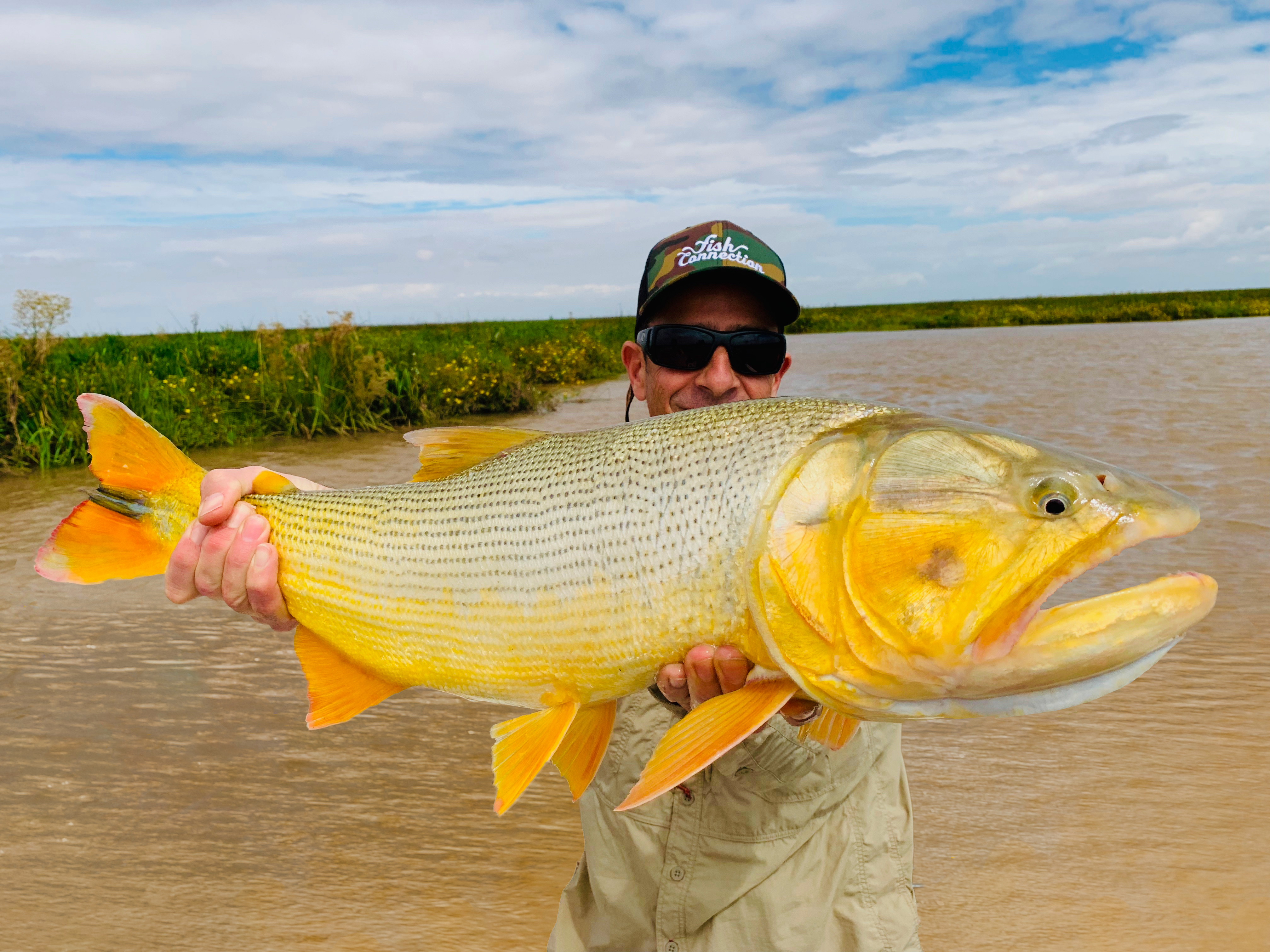 Golden Dorado