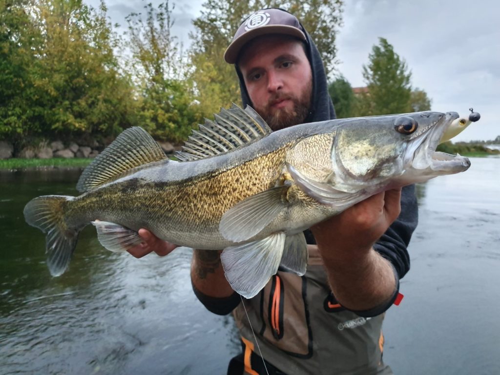 Leurre à sandre FOX RAGE SLICK SHAD