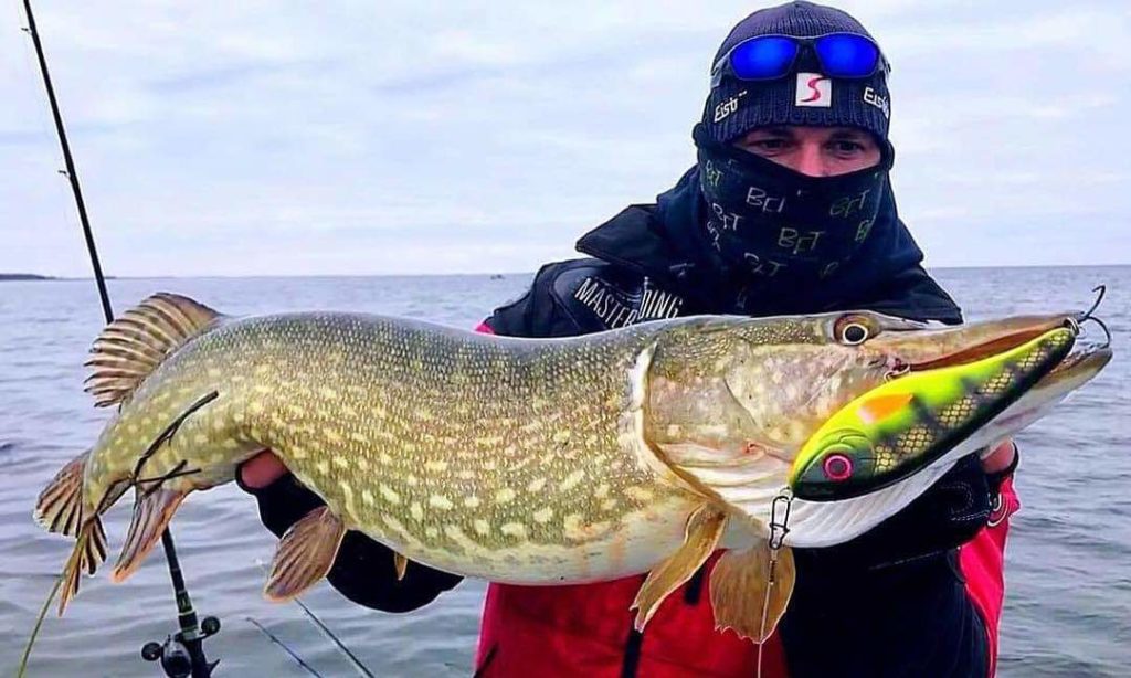 leurre à brochet: strike pro buster jerk