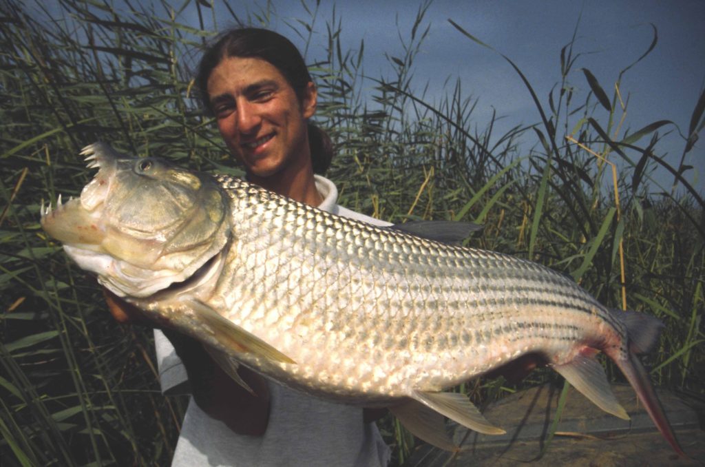 alban choinier tigerfish