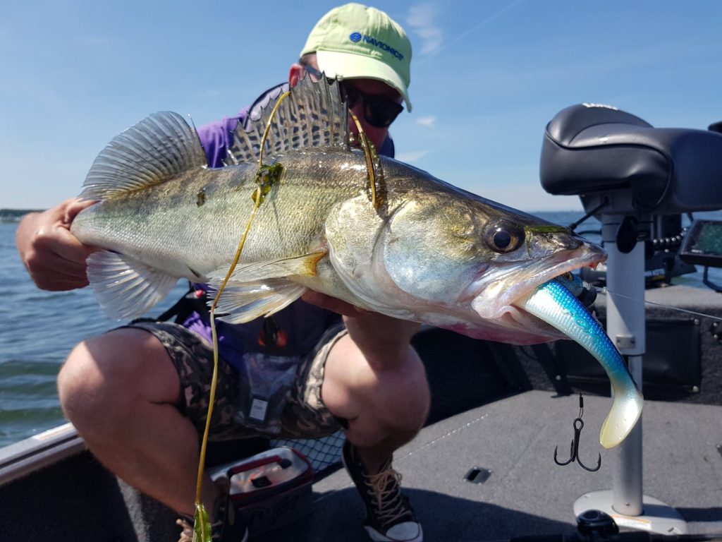 Les swimming shads : une catégorie bien adaptée pour la pêche dans les herbiers