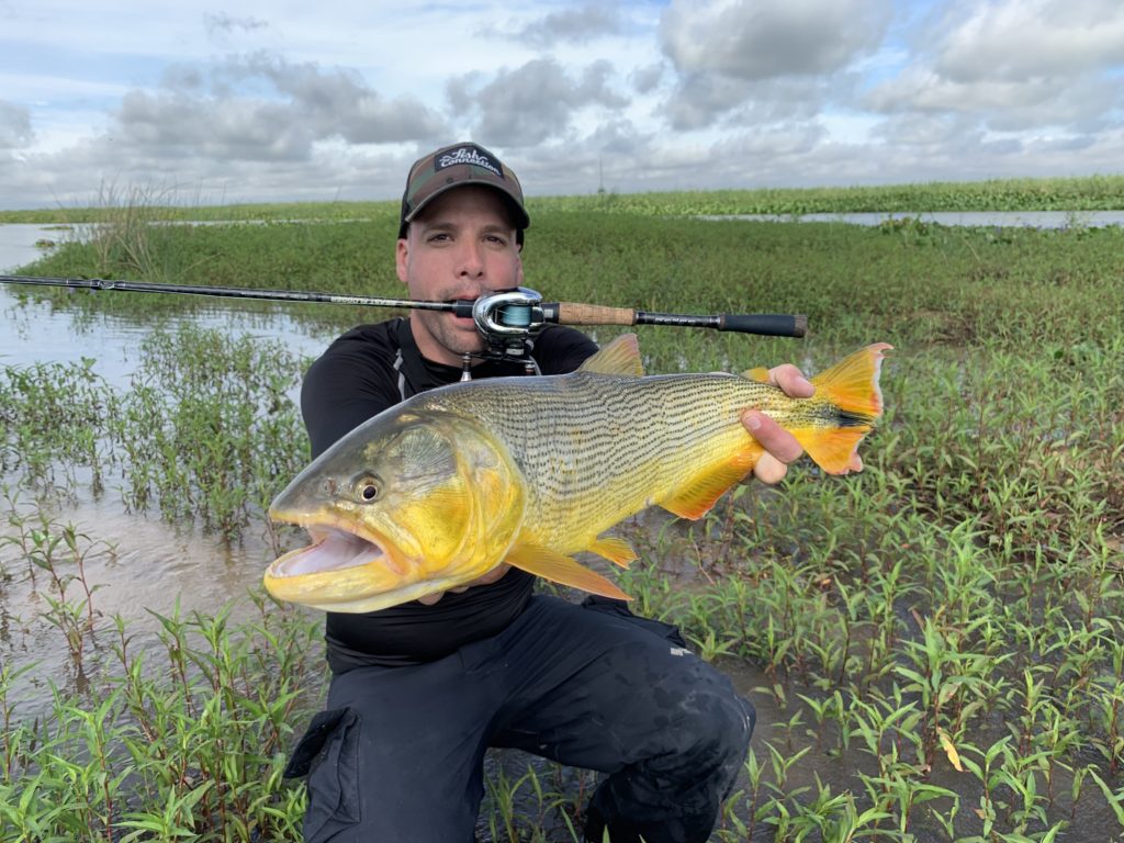 Golden Dorado au lipless en pêchant dans les herbiers