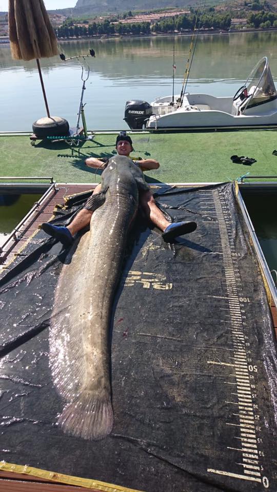 Top 7 : Silure record de 270 cm pris sur le Delta de l'Ebre