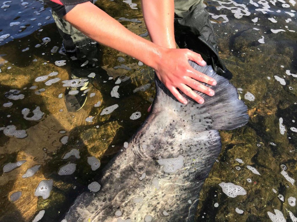 Top 5 : Silure record de 271 cm pris par Hugo Leybac sur la Loire