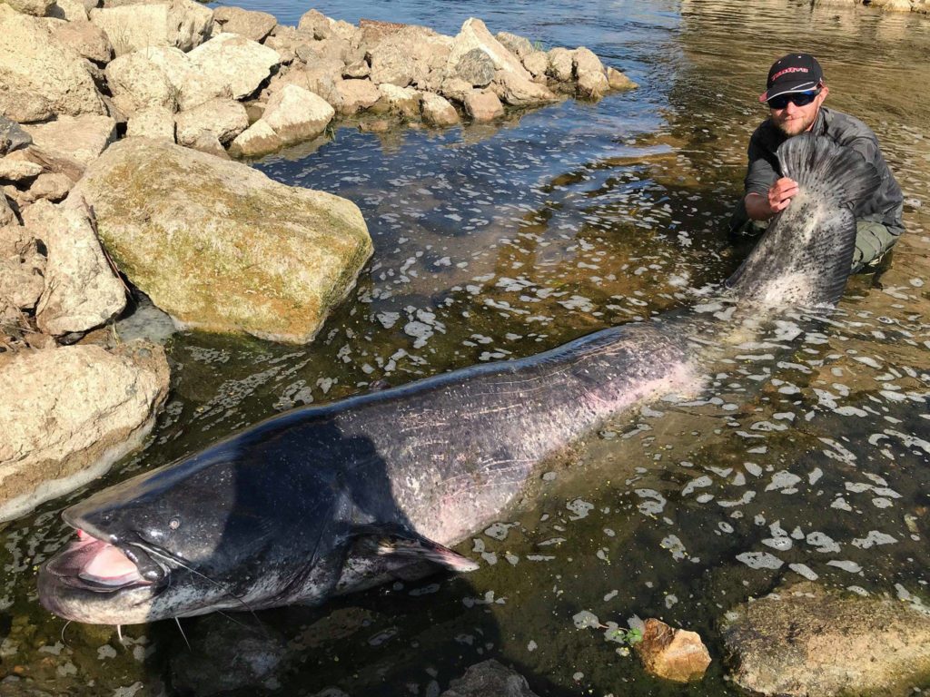 Top 5 : Silure record de 271 cm pris par Hugo Leybac sur la Loire